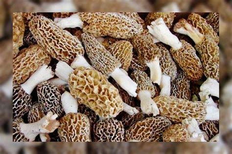 gucchi mushroom price per kg.